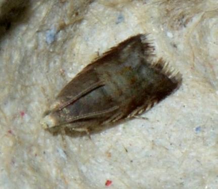 Réf. 197 881 : Strophedra nitidana
